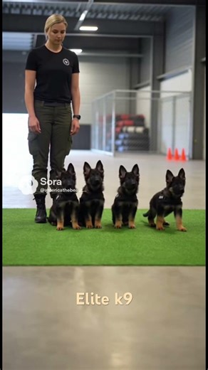 Elite German shepherd k9 puppies training #k9master #germanshepherd #puppy #dog #fyp #trending