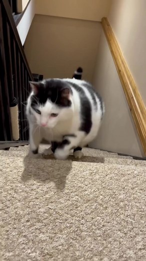 Keith the Cat Cow: Running, Jumping, and Being Like Any Other Cat