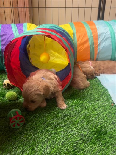 The Cavapoo Puppies!!!! Sunshine’s Cavapoos #cavapoo #cavapoopuppy #cavapooworld #cavapoopuppies #cavapoolove #cavapoogram #cavapoolife #cavapooofinstagram #doodlesofinstagram #doodlepuppy #puppy #puppylove #puppylife #puppygram #puppylover #puppylovers #puppyeyes #puppies #puppiesofinstagram #love #dogsofinstagram #doglover #dog #dogs # #facebookpost #everyonefollowers #cavapoos_of_instagram #oklahomacavapoo #texas #Oklahoma #Kansas #Arkansas #Colorado | Sunshine’s Cavapoos | Facebook