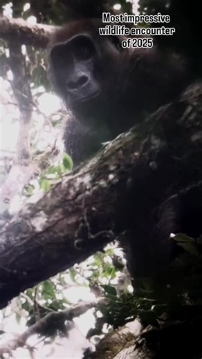 Pim Niesten on Instagram: "Just sharing some highlights and behind the scenes from previous year: GORILLA ENCOUNTER - Gabon Of the many wildlife encounters I had last year, bumping unexpectedly into a completely wild group of gorilla's in the gabonese jungle was without any doubt the most impressive (and scary) one! While waiting for forest elephants at a fruiting tree deep in the Gabonese jungle, my tracker and I were suddely distracted by sounds coming from behind us. Since it sounded quite cl