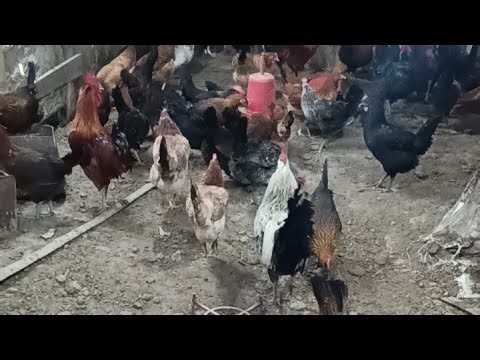 सोनाली मुर्गी 🐓को eggs 🥚के लिए कैसे पाले संपूर्ण जानकारी🥰