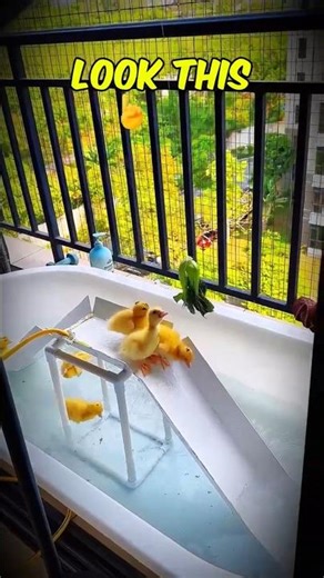 The Great Lettuce Race Who Won 🥬🦆 #cuteanimals #pets #shorts #fyp