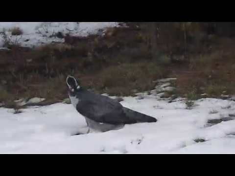 Northern Goshawk vs Squirrel