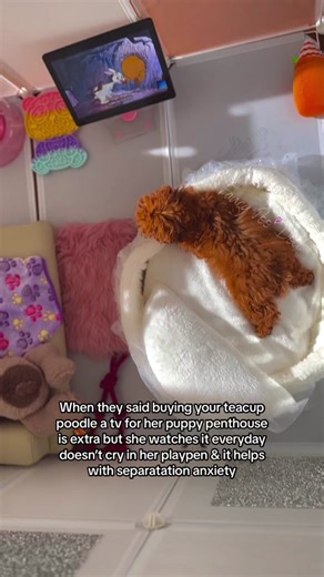 Something u didnt know you needed until today a puppy enjoying watching @Disney winnie the pooh 🐻🐾. Get your dog a tv/tablet💕 . . #winniethepooh #teacuppuppies #dogtv #bougiedogs #doghouse #dogplaypen #redpoodle #apricotpoodle #teacupdog