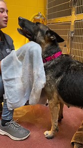 Take a spa day with ✨Annie Oakley!✨ This little lady is such a wonderful pup and she had so much fun getting pampered by our Animal Care Specialists, Brooke and Haven. Annie is currently our longest stay Shelter dog, making her a member of our Lonely Hearts Club, and she cannot wait to find her furever home! To learn more about this rootin' tootin' sweet girl, visit our website here or swing by the Shelter today! https://www.cheyenneanimalshelter.org/dogs#sl_embed&page=shelterluv_embed_146371687