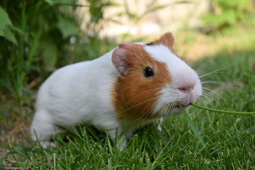Why does my guinea pig jump? What is ‘popcorning’?’ - Vet Help Direct