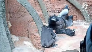 16 reactions | Gorillas at Zoo Praha had a fun time playfighting recently – one of them is 25 years old! Credit: Zoo Praha | expats.cz | Facebook