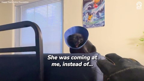 Furious Abandoned Cat Learns To Trust Again