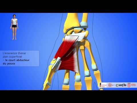 Les muscles de la main. Présentation et rapports.