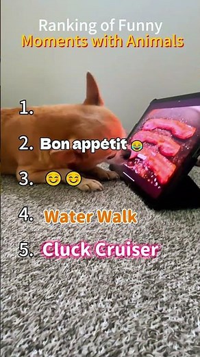 Funny Moments with Animals #top5 #funnyvideo