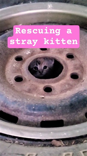 Help me rescue a stray kitten 💕 #adoptstrays