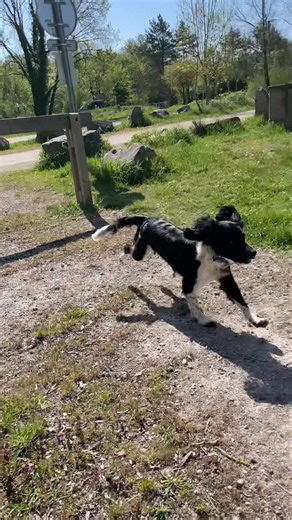 Can you keep a spaniel out of water? No way, they love it too much 😂 Oreo has spent the last two summers swimming in as many lakes as he can through Europe. This one was in fountain-bleu in France. Swimming a great exercise for your dogs. It’s low impact on their joints, good for stamina building, building muscle and at good heart and lungs work out. It’s also good for weight loss or dogs who are rehabilitating from an injury. Oreo, being a spaniel, especially loves water retrieves and will ret