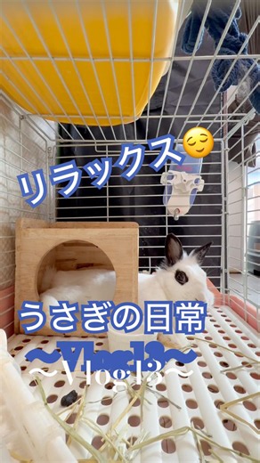 リラックス状態からの怒💢💢#ミニウサギ #bunny #うさぎ #足ダン #怒る ##日常 #日常vlog #日常生活