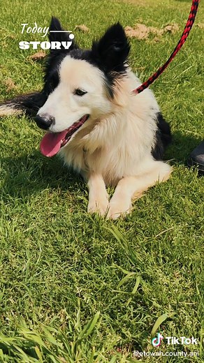 Etowah County Animal Shelter on TikTok