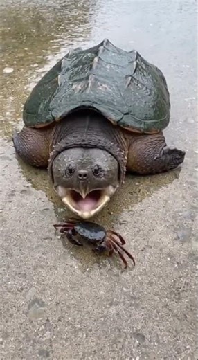 The Fastest Snap You’ll Ever See #snappingturtles #naturestrikes #funnyanimals