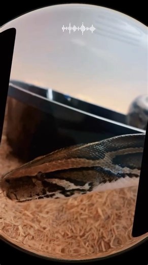 CLASSIC BURMESE PYTHON JACKSON! #gooberspartyanimals #reptiles #zootoyou #burmesepython