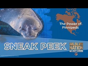 Wildlife Nation Sneak Peak: The Power of Pinnipeds