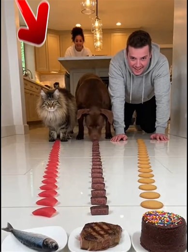 Maine Coon Triumphs in Food Competition with New Dog