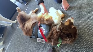 These local dogs are trained to bring ‘comfort’ in a crisis