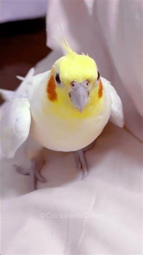 Adorable cockatiel's cute peekaboo performance 🦜🎶🥰 #cockatielscraze