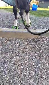 1.1K views · 28 reactions | Super cool sound effects!!!! Alisha Bender told us, "And now for the almost 3 year old gelding in his size 2 new kicks! I really do not put shoes on him unless I absolutely have to and these Pacific Northwest rocky trails are just too much for him to be barefoot. I can't wait to try them out on the trail tomorrow!" | Cavallo Hoof Boots | Facebook