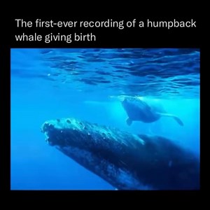 First Ever Recording Of A Humpback Whale Giving Birth