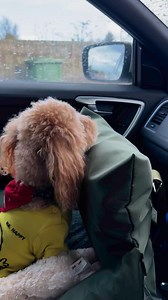 34K views · 5.1K reactions | Step away from our vehicle Mr Car Wash man - we don’t mind it being dirty !!! Don’t worry Mom, Lamb Chops and I have got this  We will protect you 藍藍藍 | Henry Wee_Wheels | Facebook