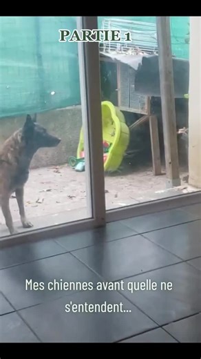 Understanding Dog Behavior: A Confrontation Explained