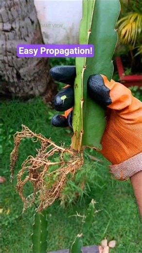 Dragon Fruit Plant Propagation Super Easy Method