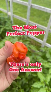 2.4K views · 39 reactions | Habanero Peppers ️ are the most perfect...