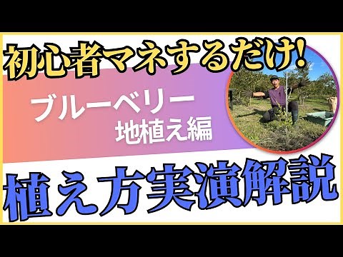 【地植え】初心者必見！簡単！ブルーベリー植え付け方法