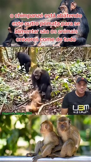 Chimpanzé vs Bonobo: Conflito na Natureza