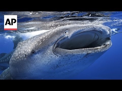 Where do whale sharks mate? The search to learn where the magic happens for the world's biggest fish