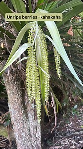 Have you heard of epiphytes before? Well, we have alot of native epiphytic plants that create whole complex ecosystems up in large trees! Next time you are out in the bush look up and see what you can observe attaching themselves to large trees! #foragingnz #forager #connectwithnature #nznature #epiphyte | NZ forager