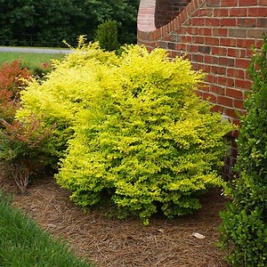 Southern Living® Sunshine Ligustrum Shrub