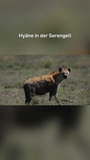 Hyäne in der Serengeti #wildlife #tansania #serengeti #hyena #predator #travel #animals #africa