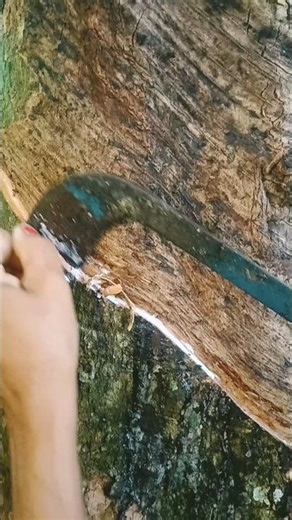 rubber tapping training | #rubbertree #rubber #satisfying |rubber video -05