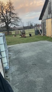 Der Hund mit den Plüsch- Schuhen — LOKI ❤️ Unglaubliche Geschichten die das Leben schreibt … Tierschutz macht nicht nur traurig sondern auch unendlich glücklich 😇 Loki sucht nun seine Familie ❤️ | Tierschutzverein Angsthund