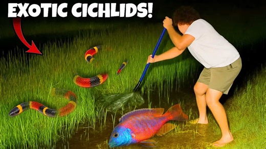 The trap had rare cichlids in it, but the grass had venomous snakes