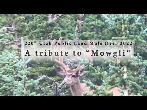 Utah Public Land Giant Mule Deer | 220" Buck | Wasatch Front Spot and Stalk Archery Bow Hunting