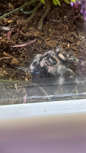 fly breeding! to feed the spiders! spider attack! 21