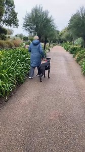 Woofy has been going to training every two weeks and his walking is really coming on. He is a work in progress but learns so quickly I just wish we had more time to spend on him but we do what we can in the hope he will soon have his forever pawrent or pawrents to carry on working with him. It’s baby steps but he’ll get there. On Friday we are going for a walk with the trainers dog to see how he copes with another dog walking by his side. If I know Woofy he will make us proud. (Excuse the winter