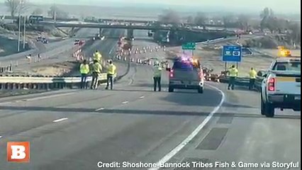 ELK-CROSSING! Herds of elk passed across Idaho Interstate 15 on Sunday as authorities shut down the highway to allow the herds to pass by safely. | Breitbart