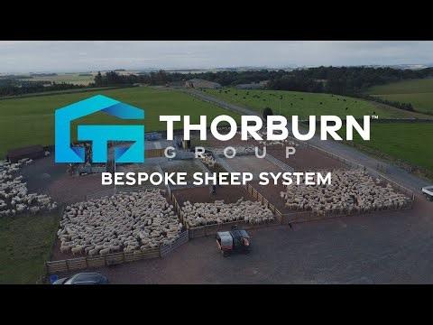 Bespoke Sheep Handling System in Action | First Run & Full Tour
