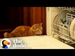 Orange Cat Can't Stop Unlocking And Opening The Dishwasher | The Dodo