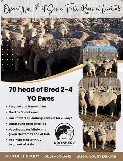 4K views · 13 reactions | Another set of solid mouth January lambers headed to Sioux Falls Regional Livestock November 19th! | Kronberg Land and Livestock | Facebook