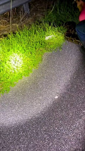 Reptiles of world on Instagram: "This Burmese python is humongous "