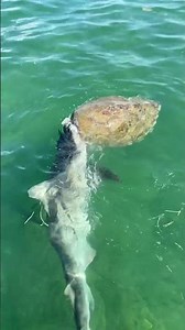 This is what happens when a sea turtle is eaten by a bunch of hungry SHARKS in the ocean!
