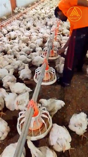 How To Broiler Chicken 🐔 day (28) 19 #aahadtv #shorts