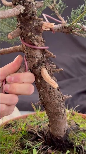 Cupressus first season.